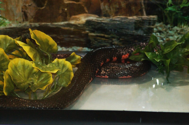 Reptilefest 2011