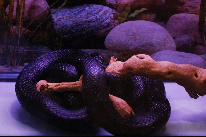Reptilefest 2011