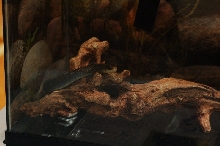 Reptilefest 2011