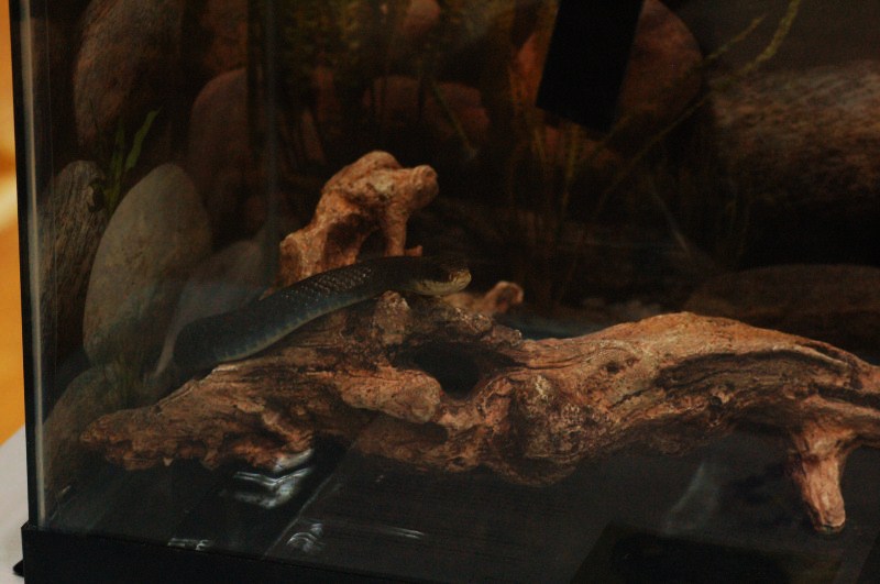 Reptilefest 2011