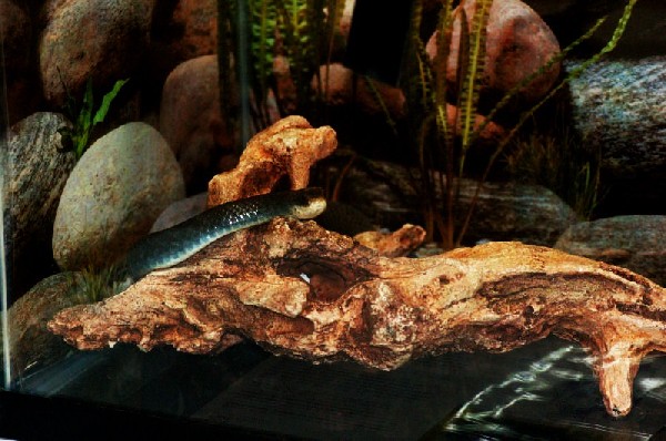 Reptilefest 2011