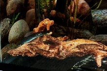 Reptilefest 2011