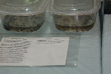 Reptilefest 2011