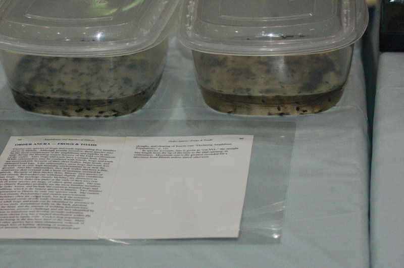 Reptilefest 2011