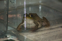 Reptilefest 2011