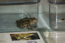 Reptilefest 2011