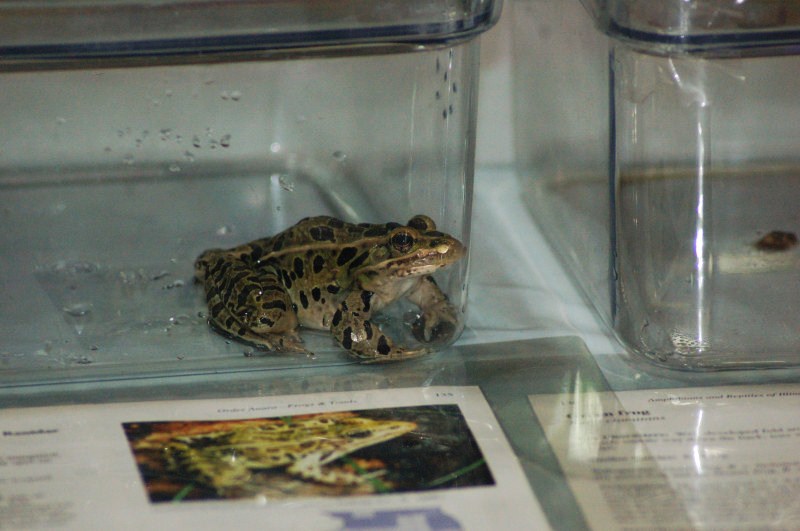 Reptilefest 2011