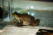 Reptilefest 2011