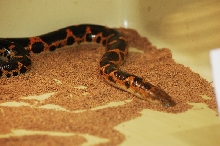 Reptilefest 2011