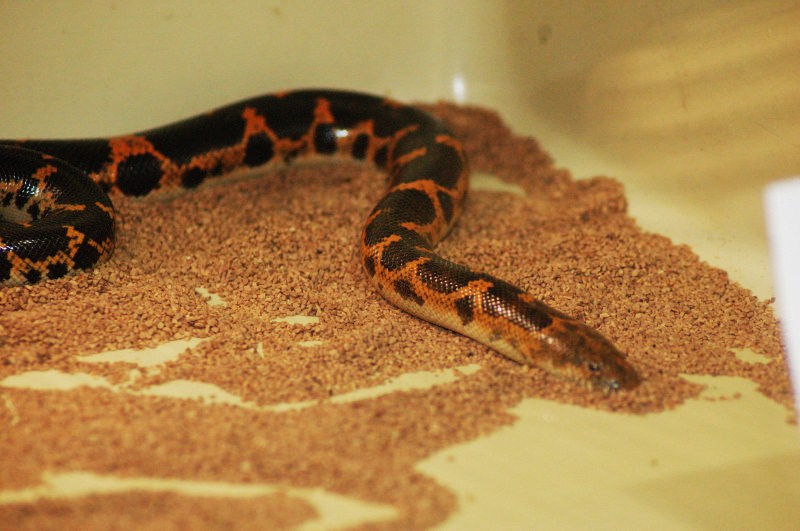 Reptilefest 2011
