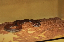 Reptilefest 2011