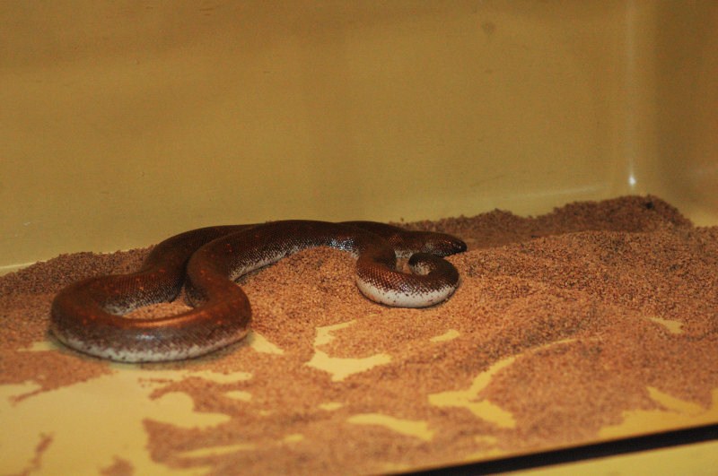 Reptilefest 2011