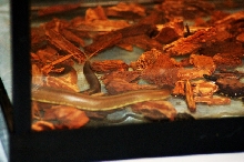 Reptilefest 2011