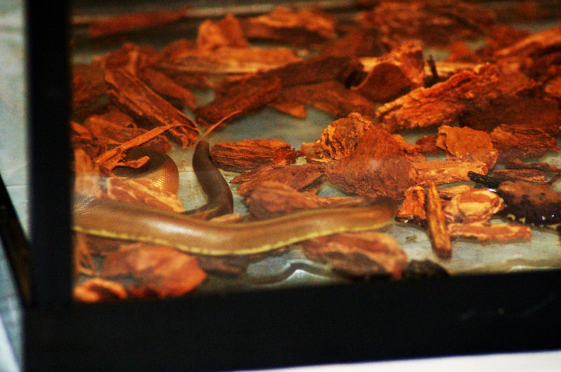 Reptilefest 2011