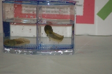 Reptilefest 2011