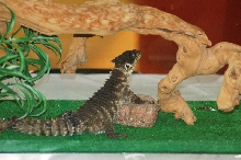 Reptilefest 2011