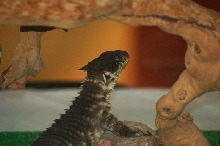 Reptilefest 2011
