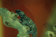 Reptilefest 2011