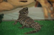 Reptilefest 2011