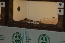 Reptilefest 2011