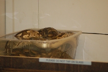 Reptilefest 2011