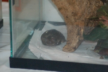 Reptilefest 2011