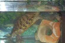 Reptilefest 2011
