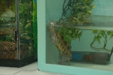 Reptilefest 2011