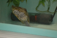Reptilefest 2011