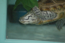 Reptilefest 2011