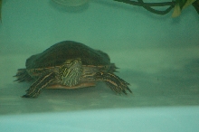 Reptilefest 2011