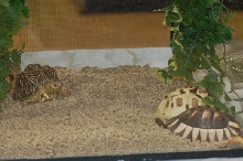 Reptilefest 2011