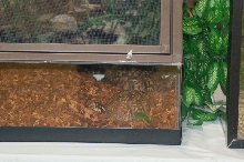 Reptilefest 2011