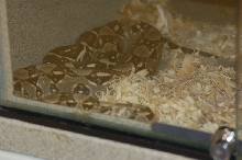 Reptilefest 2011