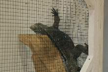 Reptilefest 2011