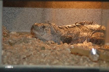 Reptilefest 2011