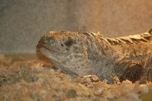 Reptilefest 2011