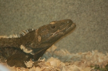 Reptilefest 2011