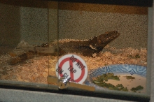 Reptilefest 2011