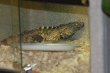 Reptilefest 2011
