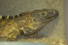 Reptilefest 2011