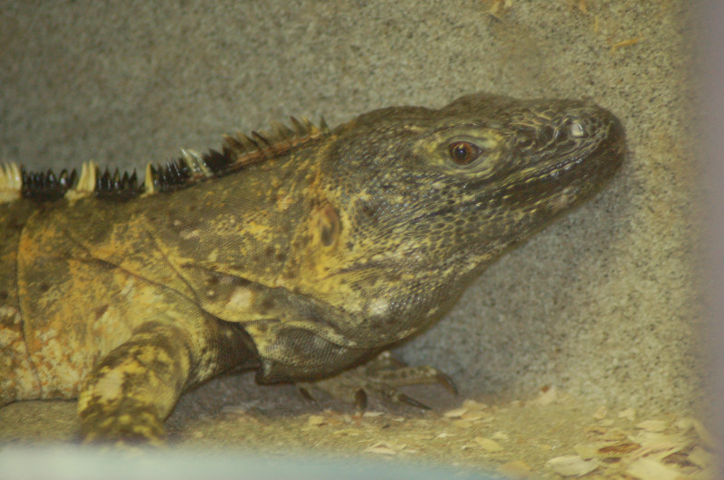 Reptilefest 2011