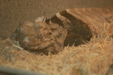 Reptilefest 2011