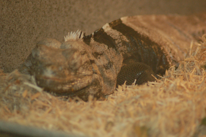 Reptilefest 2011