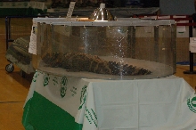 Reptilefest 2011