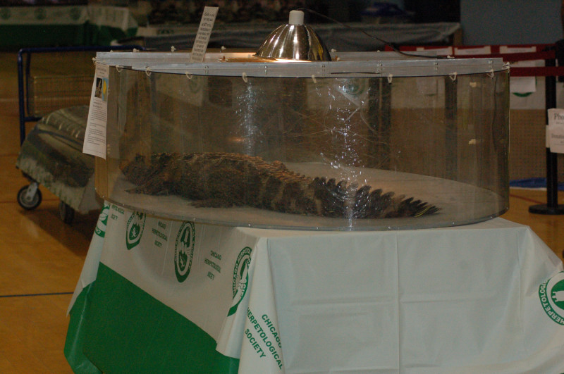 Reptilefest 2011