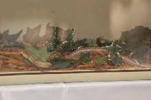Reptilefest 2011