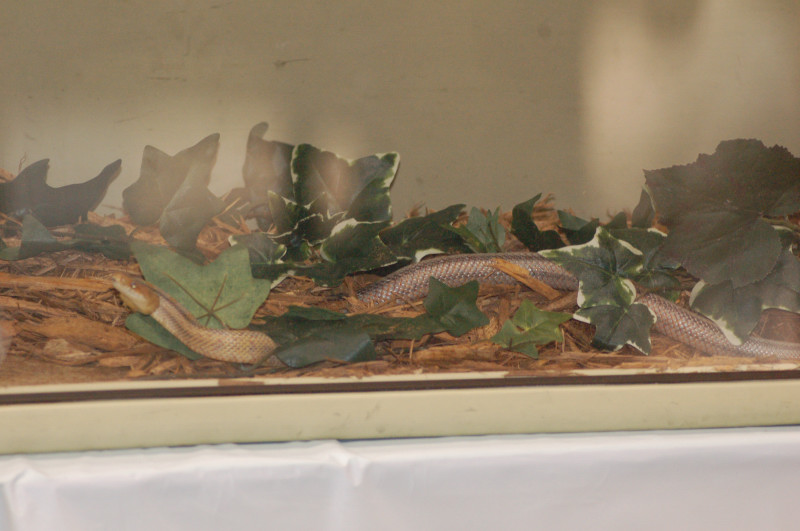 Reptilefest 2011