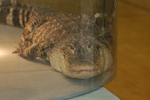 Reptilefest 2011