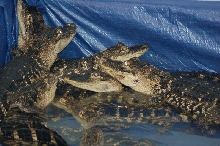 Reptilefest 2011